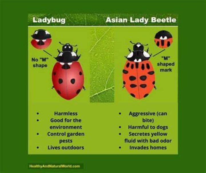 Ladybugs And Legislation: The Unique Connection Of Lindsey Graham's Ladybugs